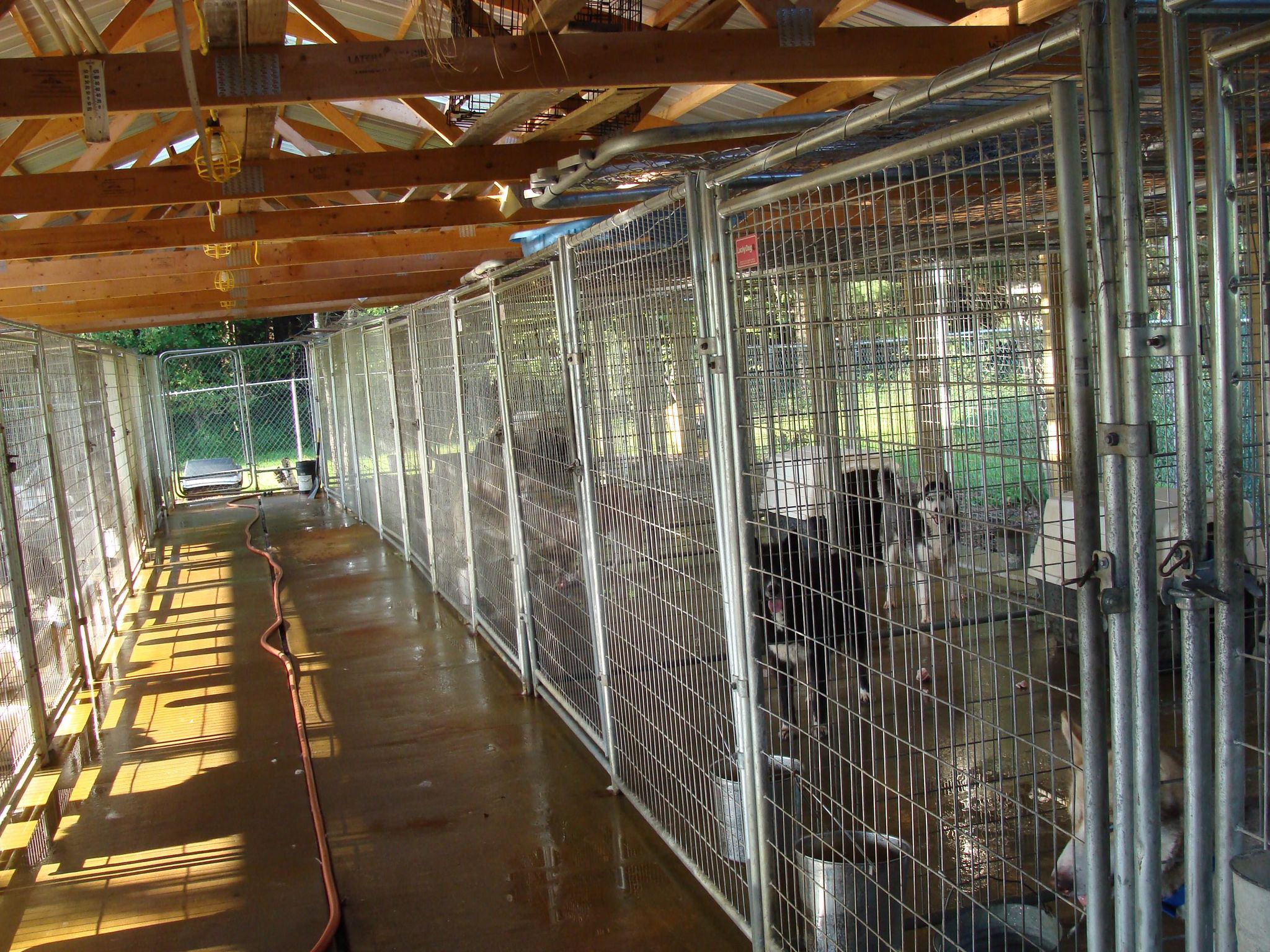 Hunting dog shop outdoor kennels